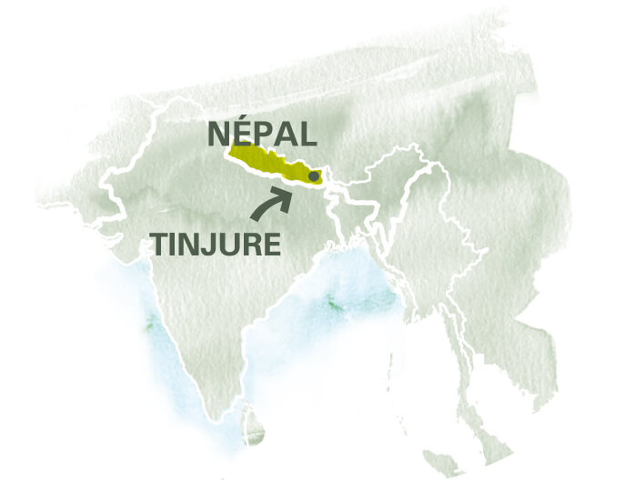 Carte coopÃ©rative TINJURE au NÃ©pal - thÃ© vert